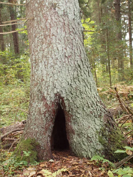 Hollow in the old spruce tree in autumn forest. — Stock Photo, Image