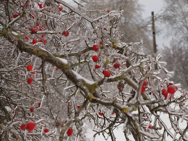 つららで覆われた赤い果実を持つ木. — ストック写真