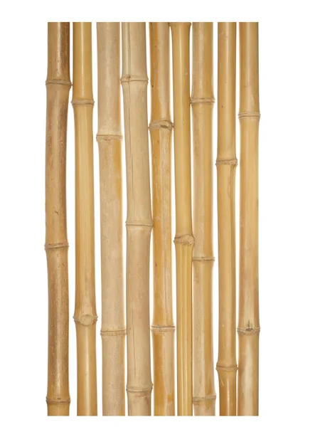 De stammen van diverse dikten van droge bamboe geïsoleerd op whit — Stockfoto
