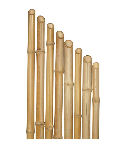 A fatörzsek, különböző vastagságú száraz bambusz elszigetelt Pünkösd — Stock Fotó