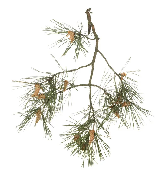 Pine branch with young cones isolated on white background. — Stock Photo, Image