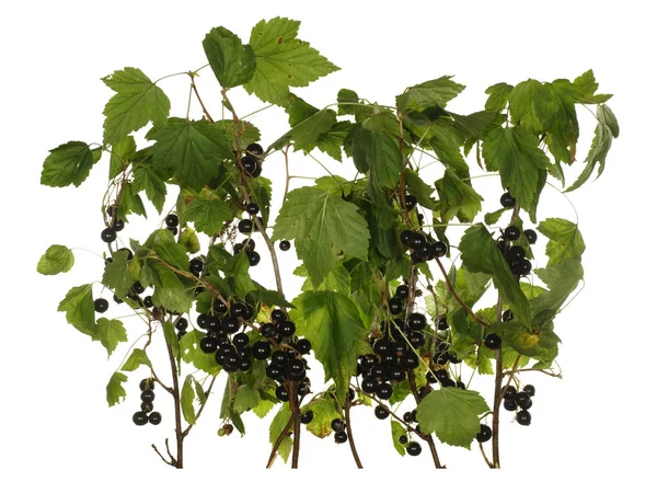 Dalları meyveleri ve yaprakları wh izole Siyah frenk üzümü