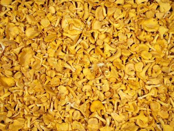 Background of yellow chanterelles. Fresh mushrooms from the fore — Stock Photo, Image