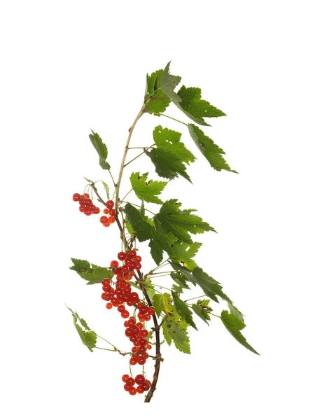 Отделение красной смородины с ягодами и листьями изолированы на Уит — стоковое фото