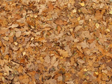 Sonbahar ormanda düşen meşe yaprakları.