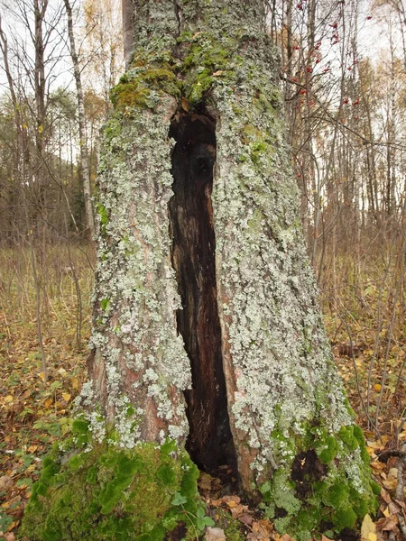 Creux dans un vieux bouleau couvert de mousse dans une forêt d'automne . — Photo