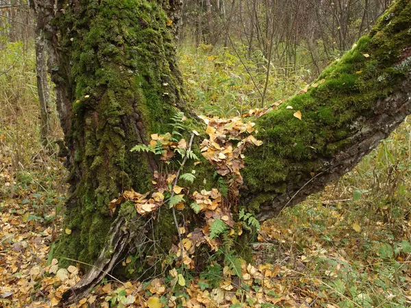 Vecchio albero in una foresta autunnale coperta di muschio . — Foto Stock