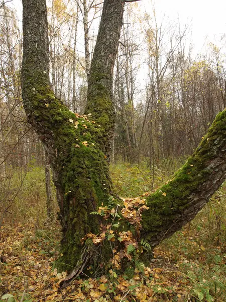 Vecchio albero in una foresta autunnale coperta di muschio . — Foto Stock