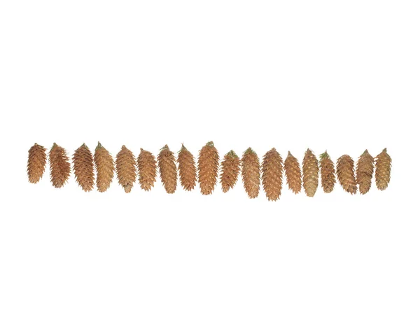 Muchos conos de abeto en una fila aislada sobre fondo blanco — Foto de Stock