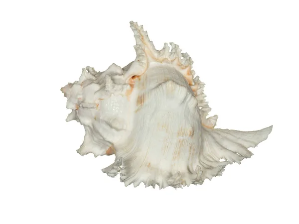 Deniz Kabuğu Beyaz Bir Arkaplanda Izole Edilmiş — Stok fotoğraf