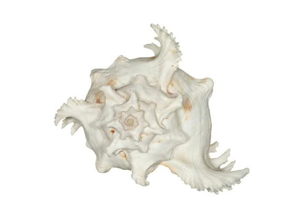 Deniz Kabuğu Beyaz Bir Arkaplanda Izole Edilmiş — Stok fotoğraf