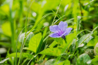 Günaydın Minnieroot çiçek