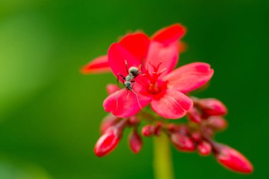 Baharatlı Jatropha çiçek