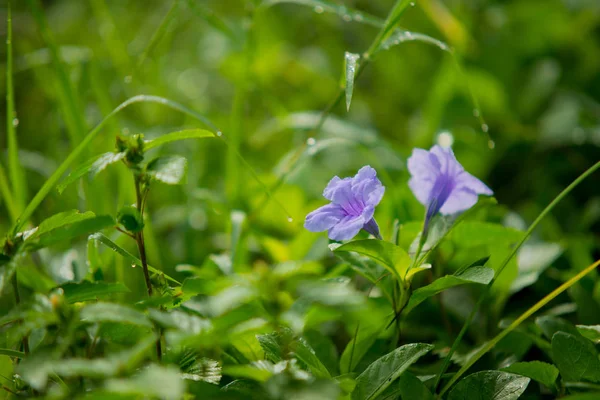 Minnierwurzelblüte in mornin — Stockfoto