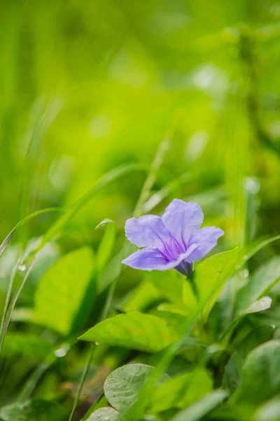 Minnieroot Flower in mornin — Stock Photo, Image