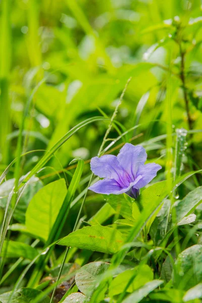 Minnieroot Fiore in mattinata — Foto Stock