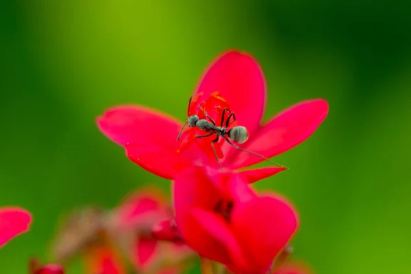 Pikantne Jatropha kwiat — Zdjęcie stockowe