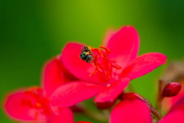 Pikantne Jatropha kwiat — Zdjęcie stockowe