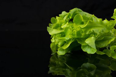 Siyah yeşil meşe kadar kapatın