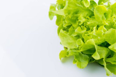 Beyaz yeşil meşe kadar kapatın