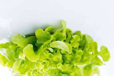 Beyaz yeşil meşe kadar kapatın