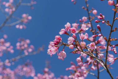 pembe kiraz çiçekleri