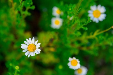 Papatya çiçek yeşil çayır üzerinde kapatın