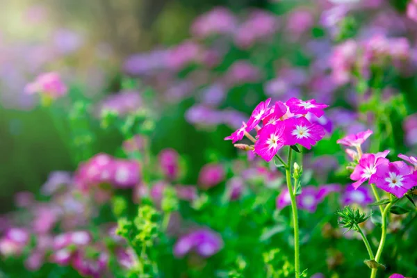 Close up fiori di geranio rosa in giardino — Foto Stock