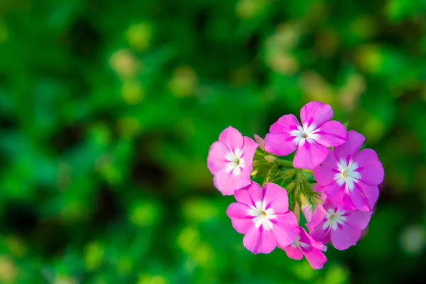 Nahaufnahme rosa Geranienblüten im Garten — Stockfoto