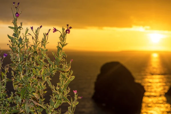 Rocha virgem e flores silvestres por do sol — Fotografia de Stock