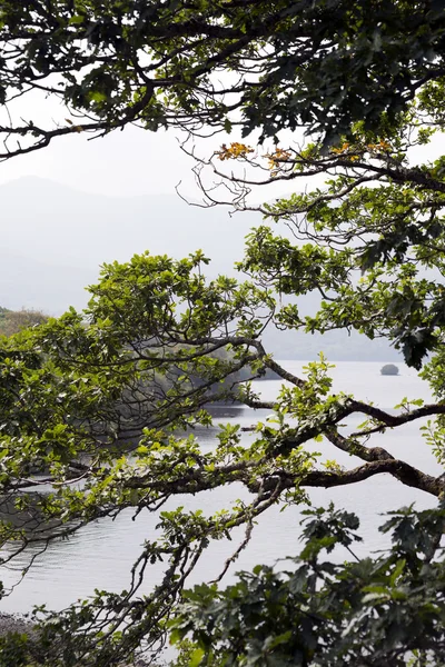 Branches et branches d'arbres au bord des lacs — Photo