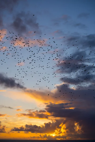 明るい黄色の夕日に飛ぶムクドリの群れ — ストック写真