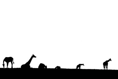 zürafalar ufukta silueti