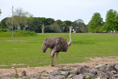 fota wildlife Park tek devekuşu