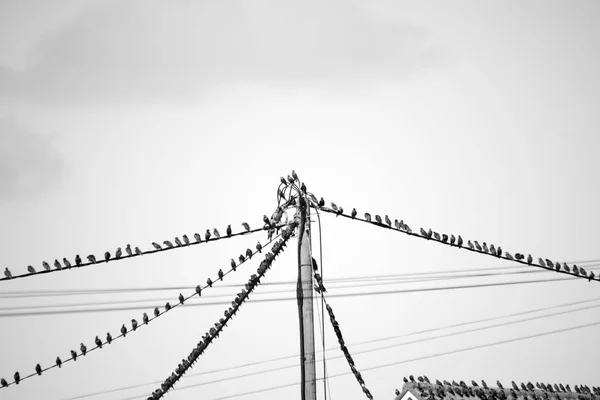 Aves a estornar nos fios telefónicos — Fotografia de Stock