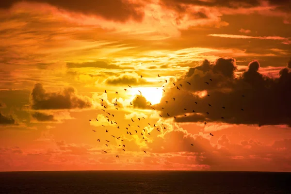 Estorninos volando en una puesta de sol naranja brillante — Foto de Stock