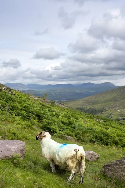 The kerry way sheep — Stock Photo, Image