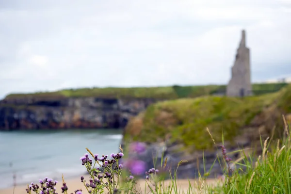 Thistle vid stranden klippor och slott — Stockfoto