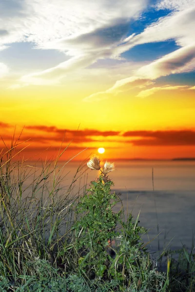 Chardons hauts sur la voie atlantique sauvage coucher de soleil — Photo