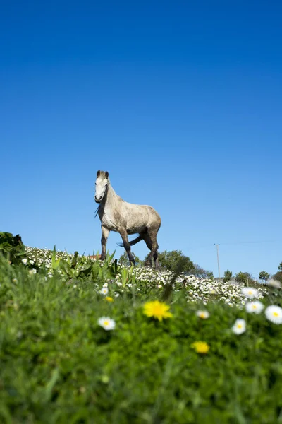 Όμορφη ιρλανδική άλογο σε έναν τομέα — Φωτογραφία Αρχείου