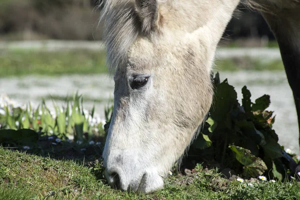 Beau poney irlandais manger — Photo