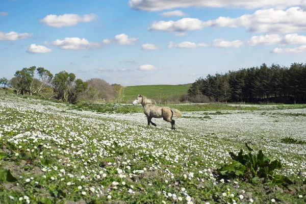Beau poney irlandais dans un champ — Photo