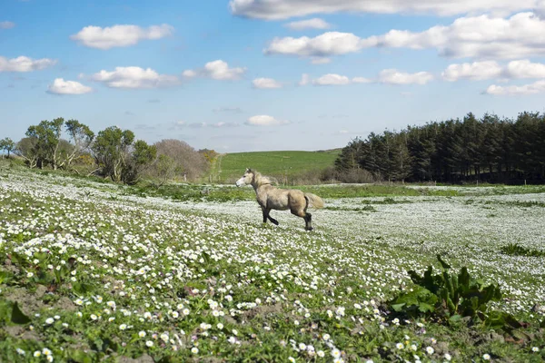 Hermoso pony irlandés en un campo — Foto de Stock