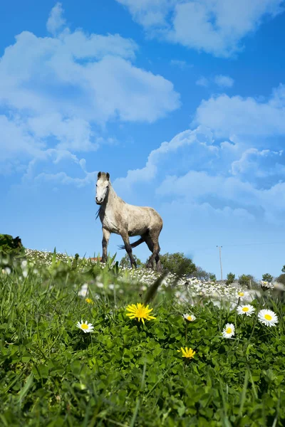 Belo cavalo irlandês em um campo de margarida — Fotografia de Stock