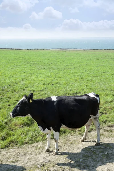 Vaca blanca y negra en la costa del cerezo —  Fotos de Stock