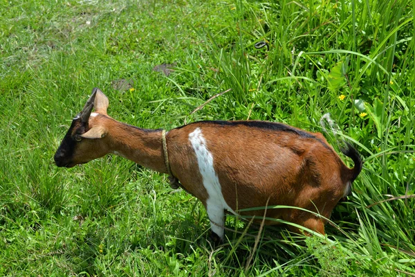 Hnědá koza sedící v trávě Royalty Free Stock Fotografie