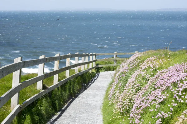 Cliff walk path and wild flowers in ireland — Stock Photo, Image