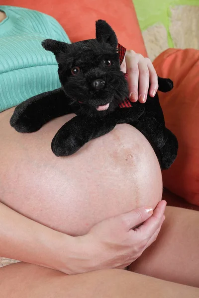 Fechar da mulher grávida com um cachorrinho de brinquedo a mãos — Fotografia de Stock