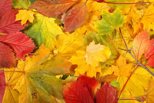 Natur - Herbst Blatt Hintergrund lizenzfreie Stockbilder