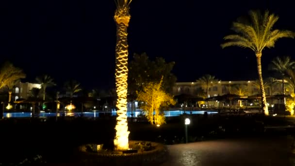 一棵棕榈树的特写镜头 — 图库视频影像